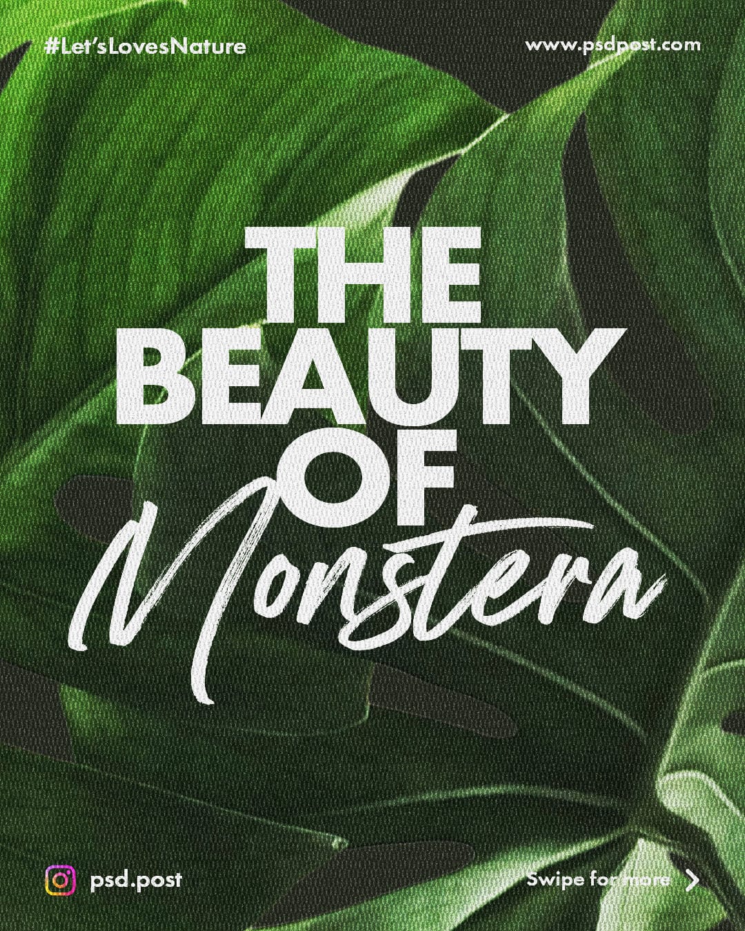 The Beauty of Monstera